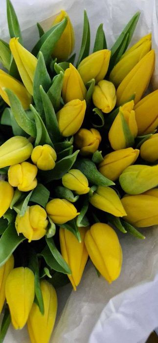 Передзамовлення! Тюльпан до 8 березня!