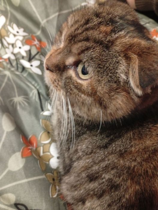 Віддам в добрі руки