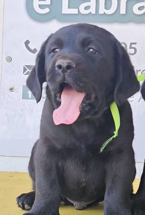 Labrador retriever Cachorro com pedigre