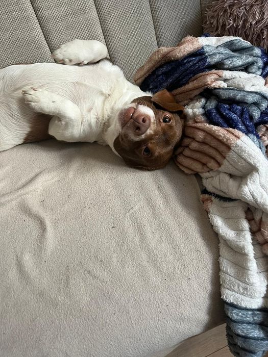 Samiec do adopcji za darmo