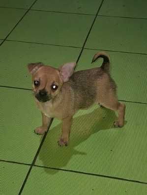 Chihuahua suczka