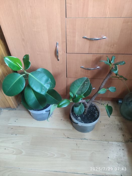 Продам фикусы 100 гр,дерево.