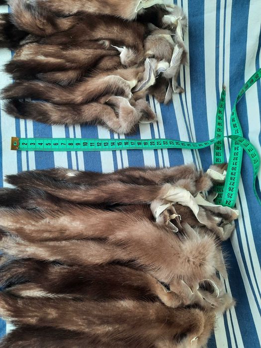 Пподам хвосты норки