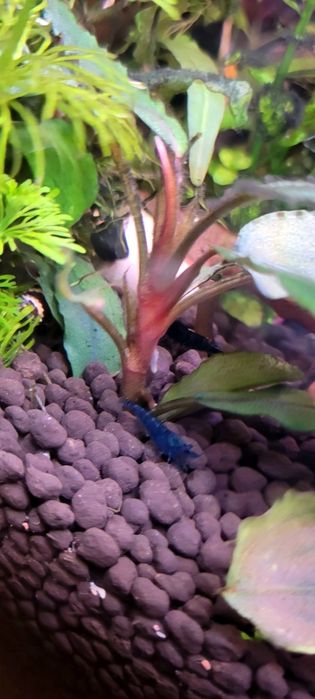 Sprzedam krewetki blu Velvet