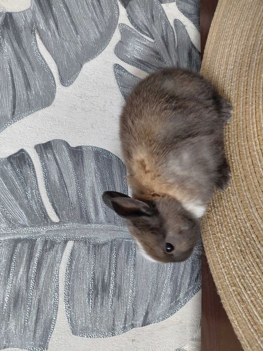 Продам декоративного кролика