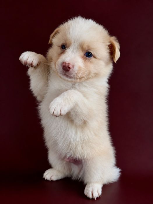 Border Collie   piesek  gold ee red-ZKwP FCI