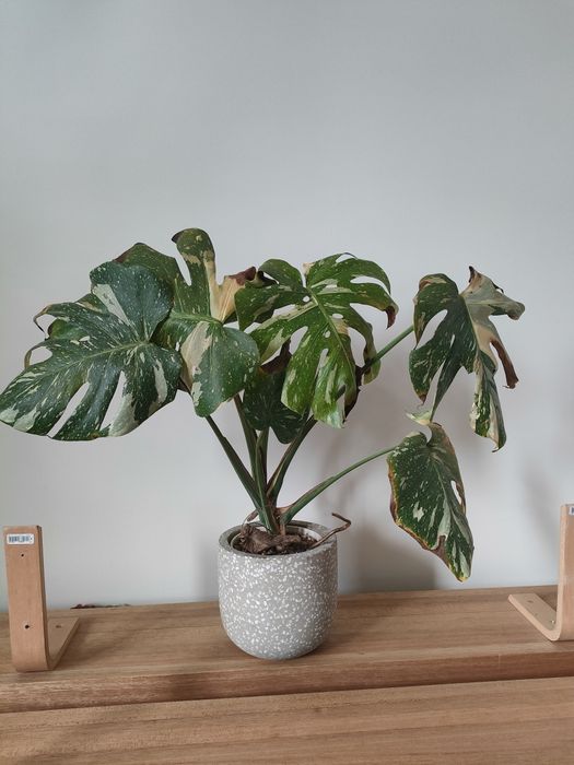 Monstera deliciosa 'Thai Constellation' z betonową osłonka