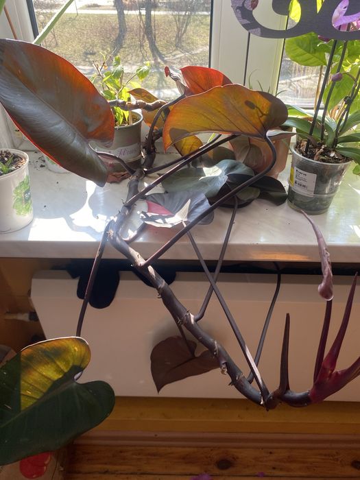 Kwiat kolekcjonerski  rododendron Pink Princess