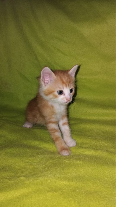 Кошенята у дбайливі руки