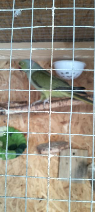 Sprzedam Aleksandretty Obrożne