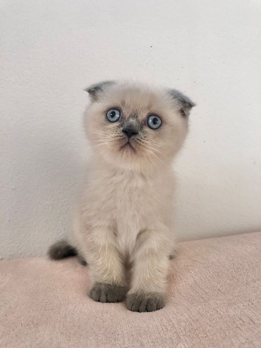 Fêmea Scottish Fold Blue Point