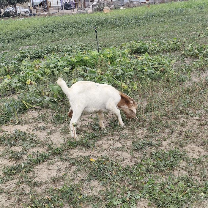 Chibos Boer com 10 meses