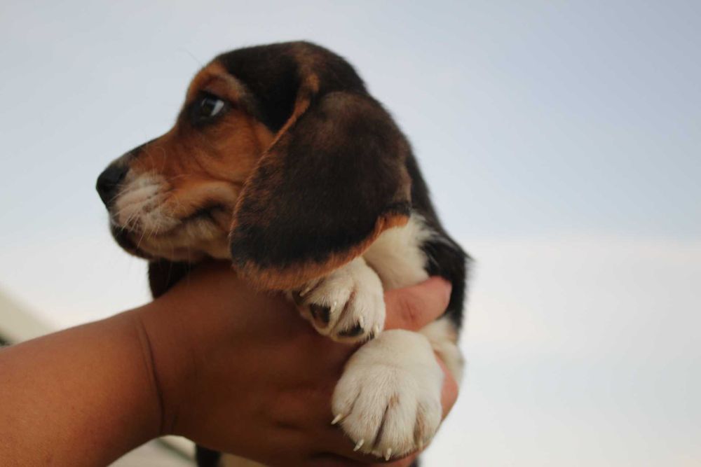 Cachorro Beagle TOP