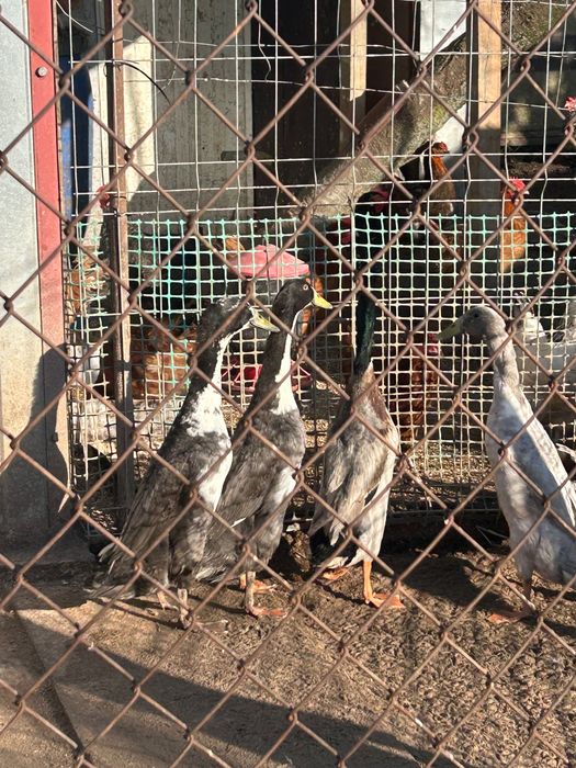 Kaczki biegusy indyjskie