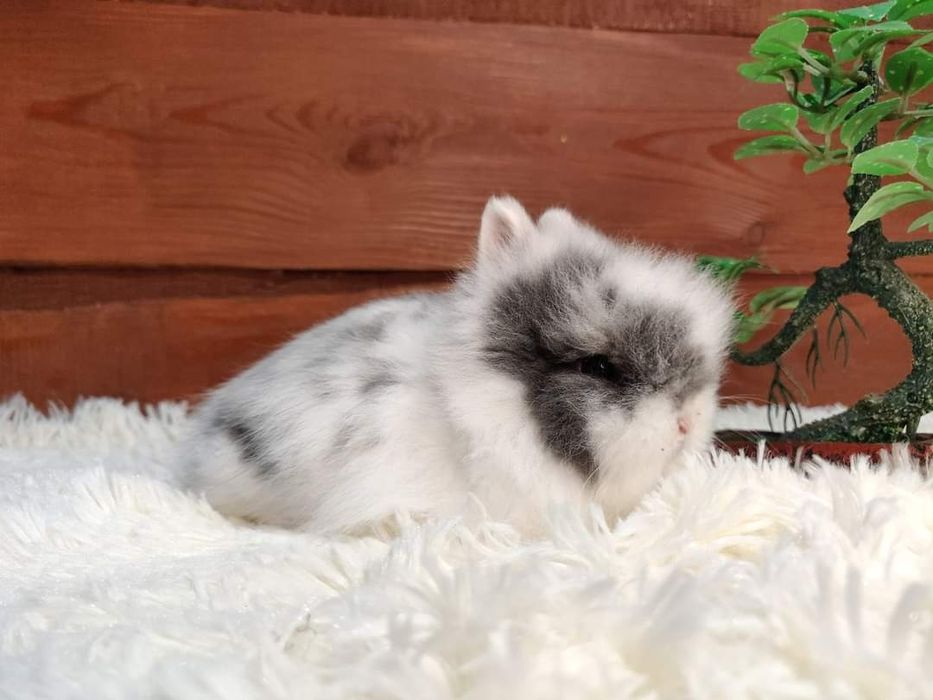 Piękne karzełki Teddy. Maluszki do rezerwacji.