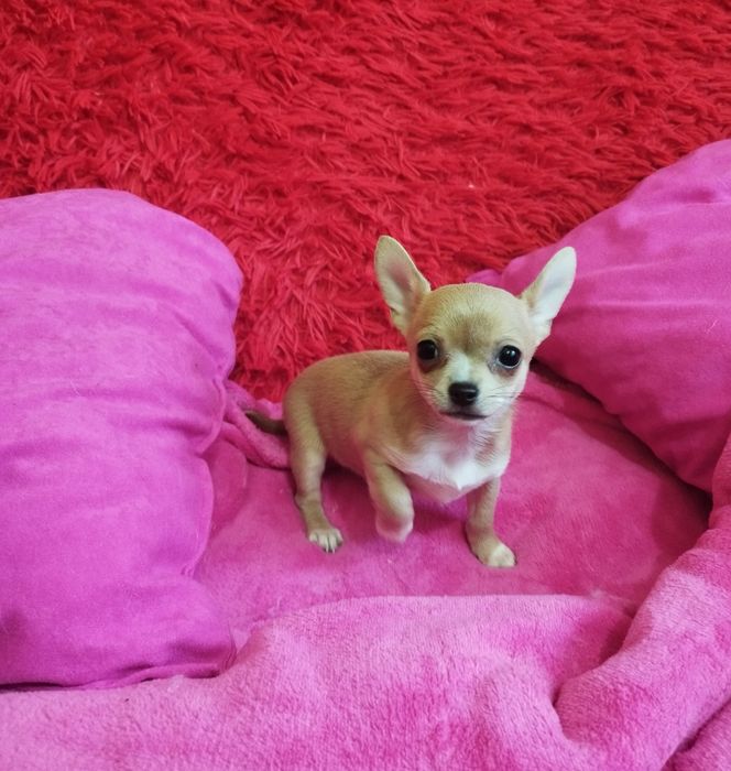 Chihuahua miniaturowa suczka