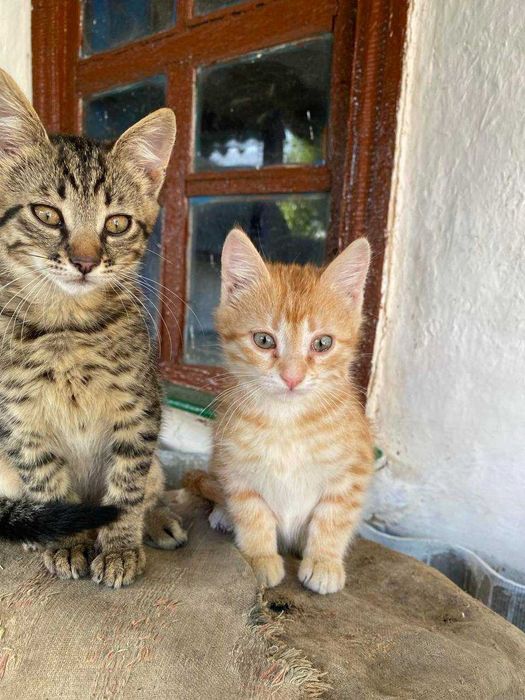 Віддаємо кошеня БЕЗКОШТОВНО