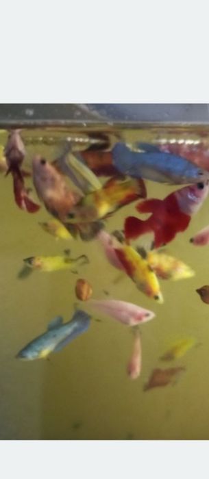 Півники плакатні