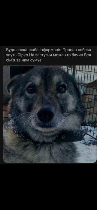 Пропала собака у Васильків