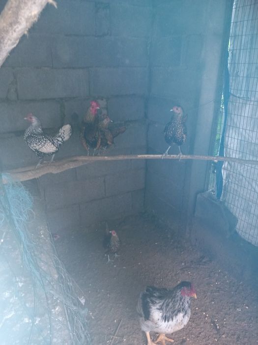 Garnizas sebright douradas- casal