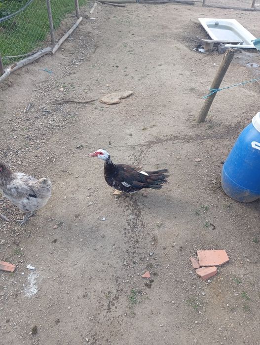 Casal de patos mudos