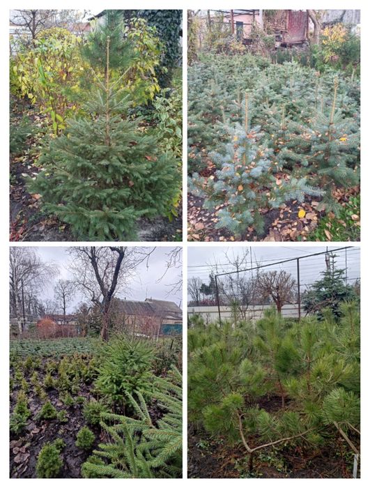 ЯЛИНА блакитна колюча Туя смарагд  туя колумна, сосна недорого