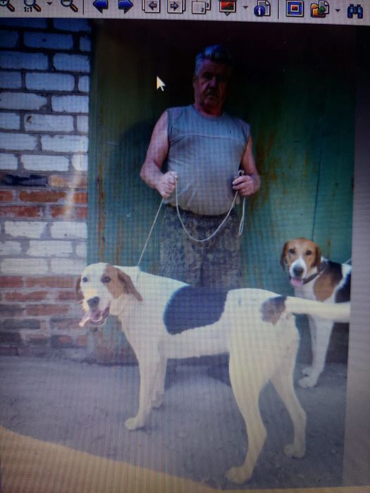 Украли собак пегая гончая