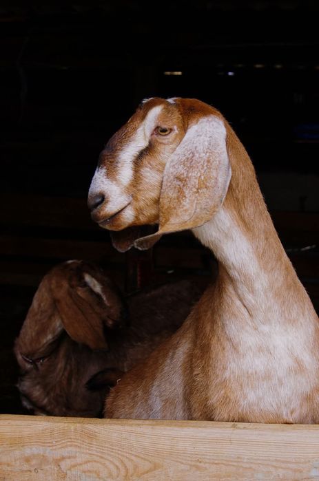 100% Англонубійсі Дойні Кози