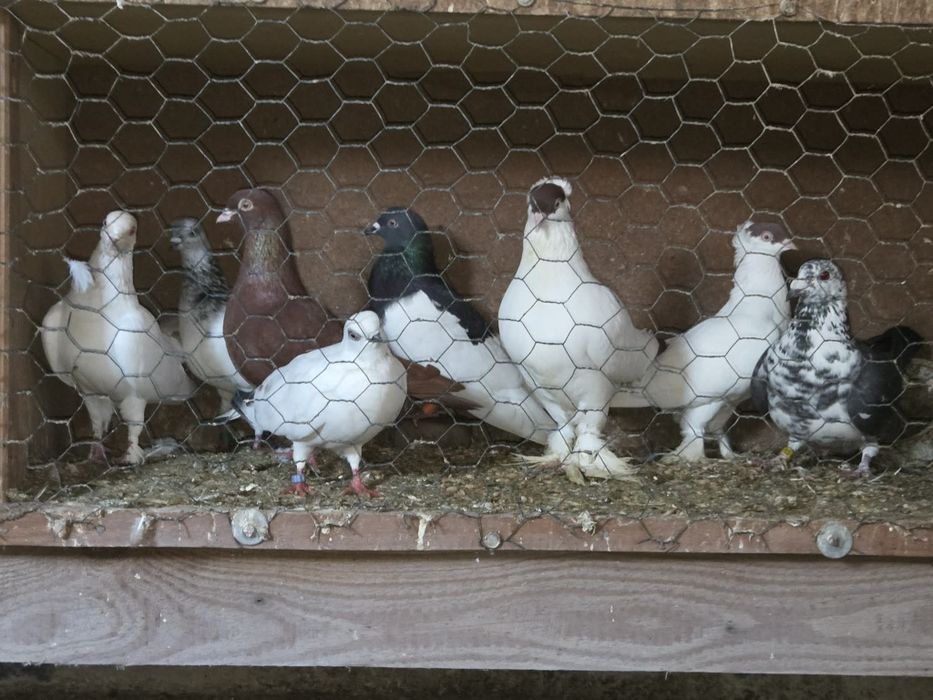 Sprzedam gołębie