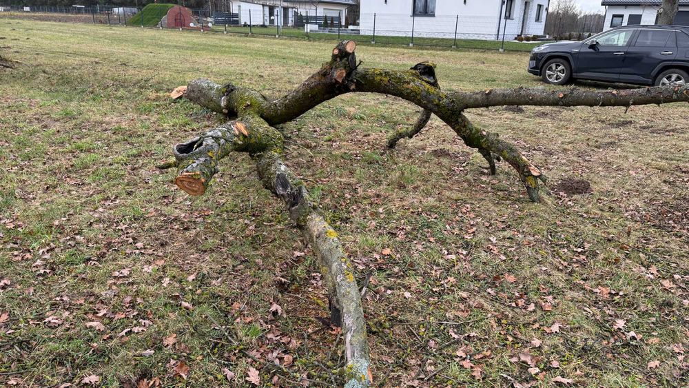 Drewno z wycinki - jabłoń i topola