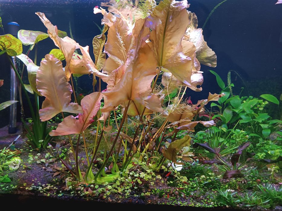 Кровава Мері (чіста лінія)