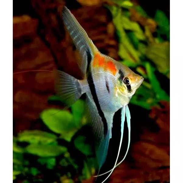 GB Skalar Manacapuru