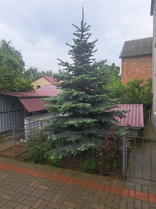 Ель голубая, пышная, красивая, все как нужно...