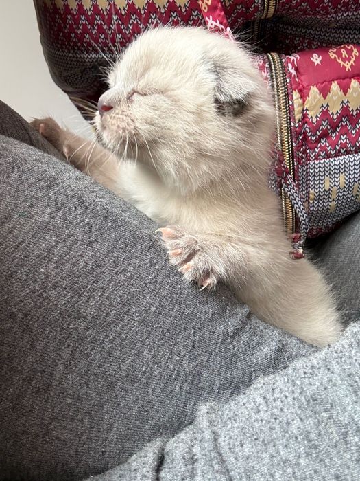 Кішечка. Весловуха . Маленька.