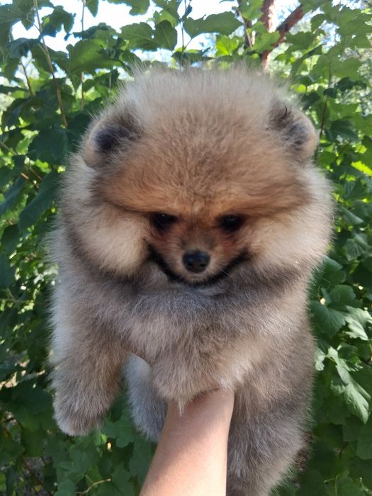 Pomeranian szpic miniatura