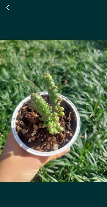 [Planta] Cato Opuntia Monacantha