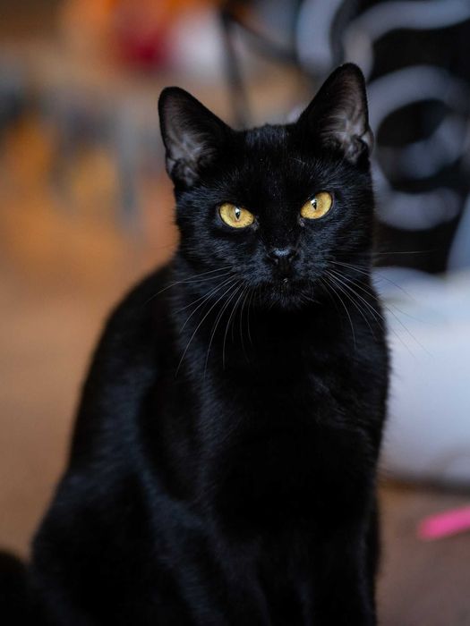 Kotka po przejściach szuka spokojnego domu