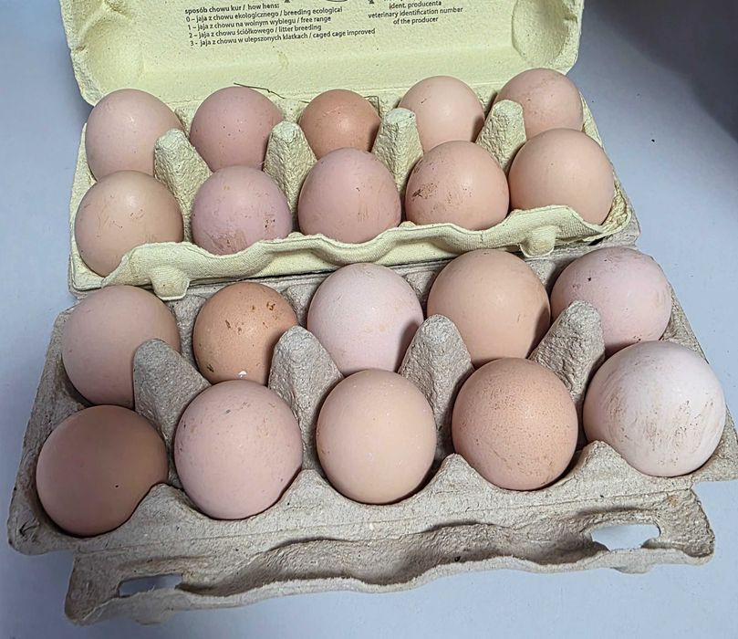 Jajka wiejskie, ekologiczne,