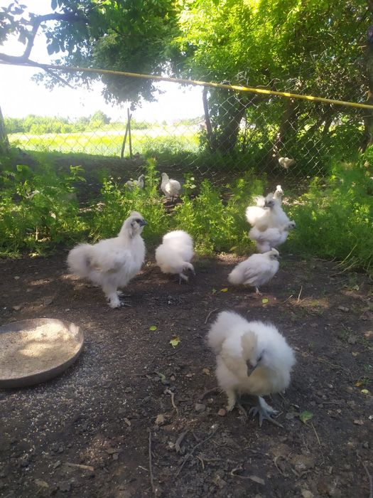 Продаж курей китайська пухова.