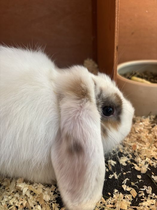 Kit coelho anao mini lop bellier