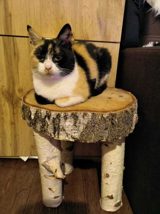 Oddam za darmo nierasowego dorosłego kota