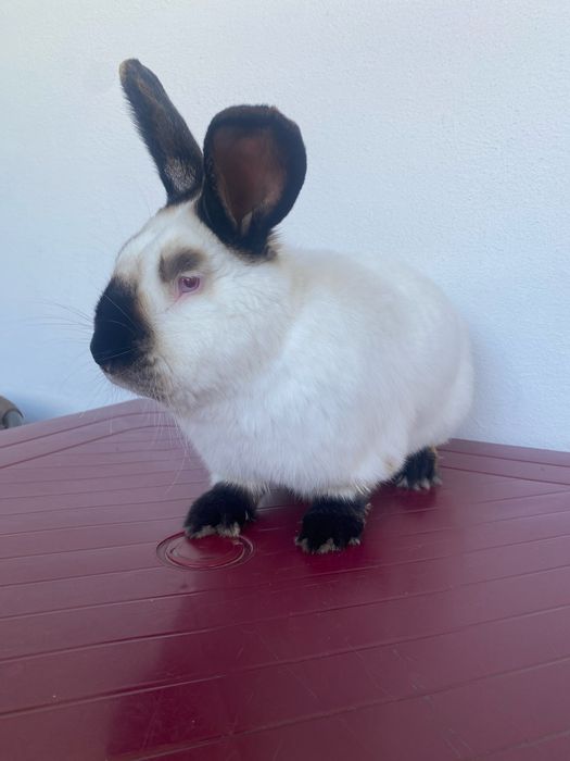 Каліфорнія кролі