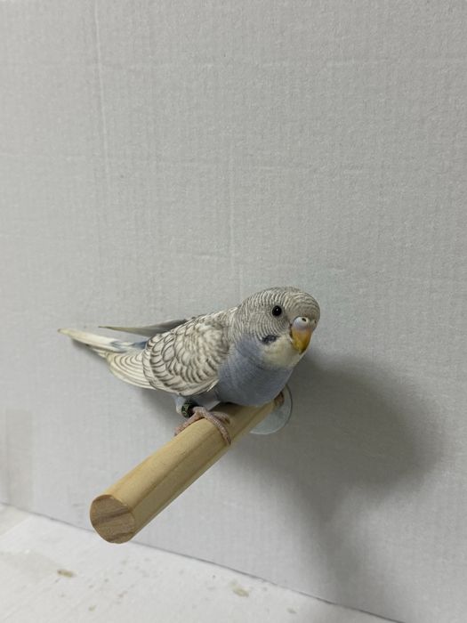 Periquitos australianos criados a mão