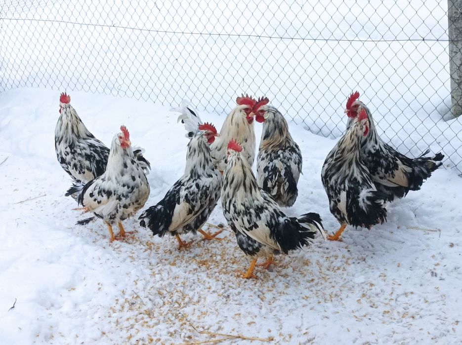Півники Легорн Далматинець