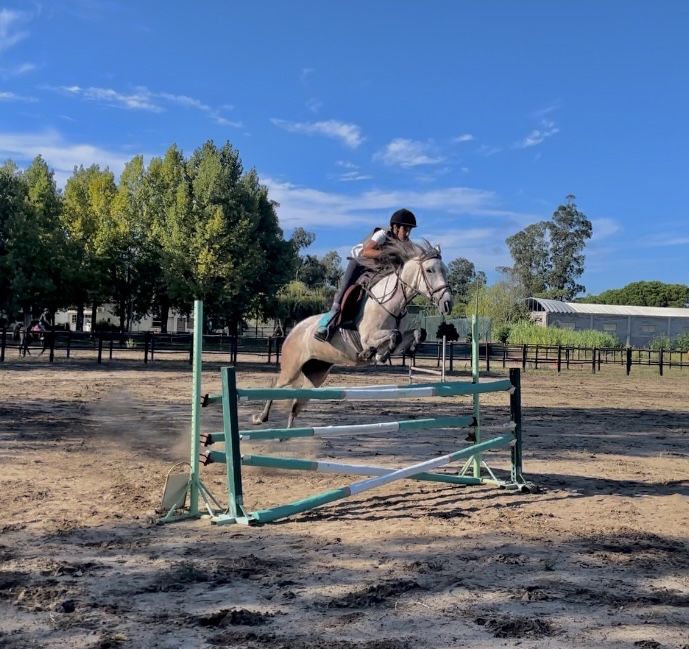 Égua Cruzada Lusitano