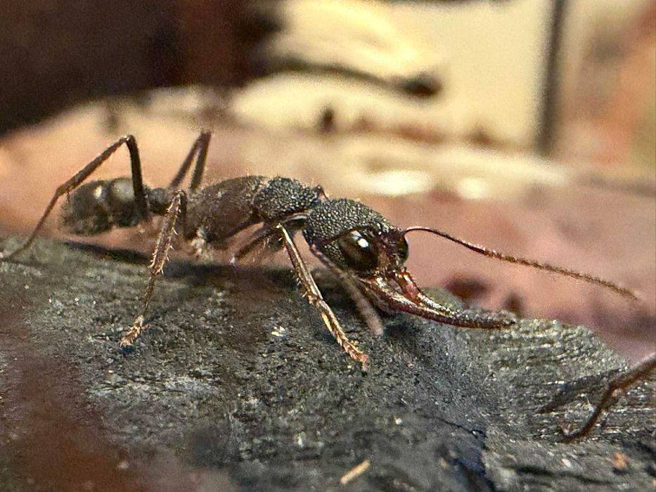 H. venator, egzotyczne mrówki z Azji Q i 10-15 robotnic, najlepiej odbiór w Krakowie