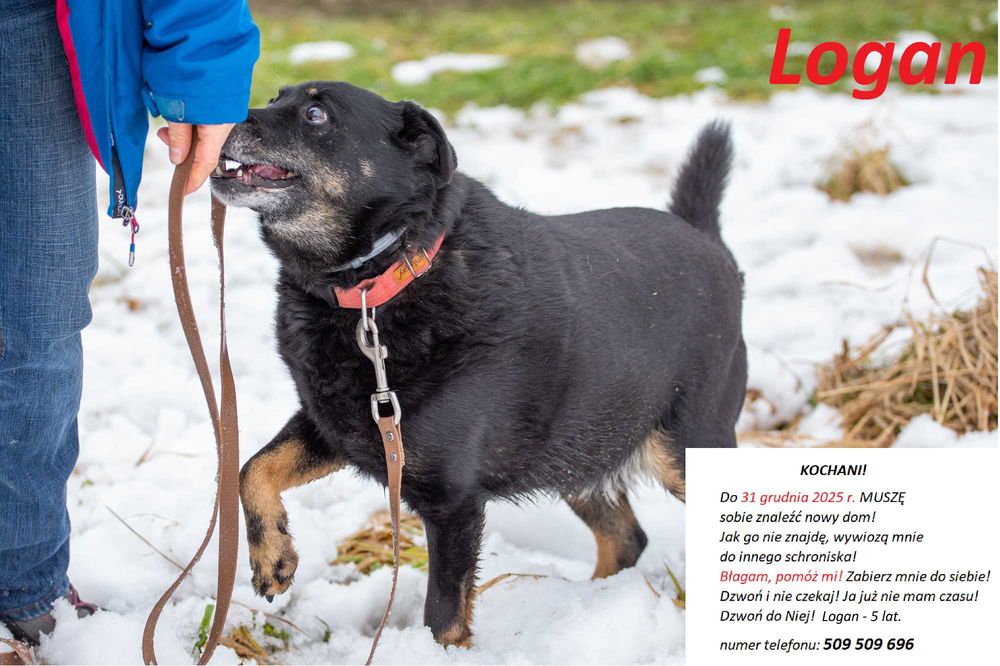 LOGAN, PIES DO PILNEJ ADOPCJI - mamy czas do 31 grudnia 2025r.