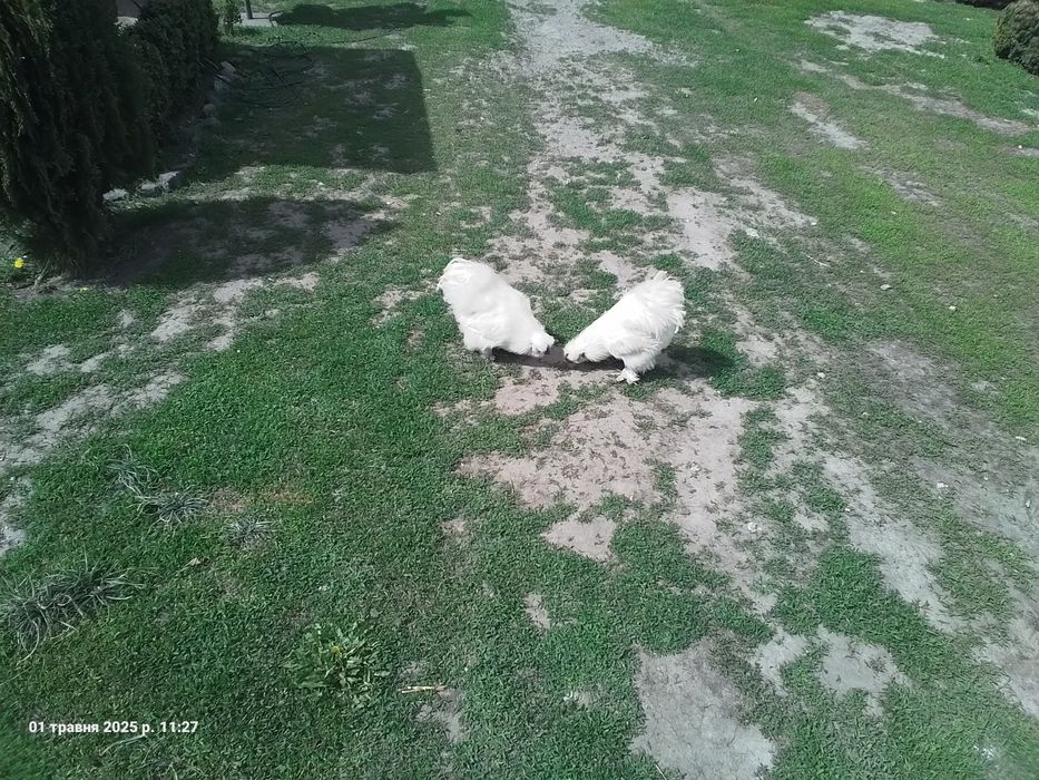 Півні китайської пухової