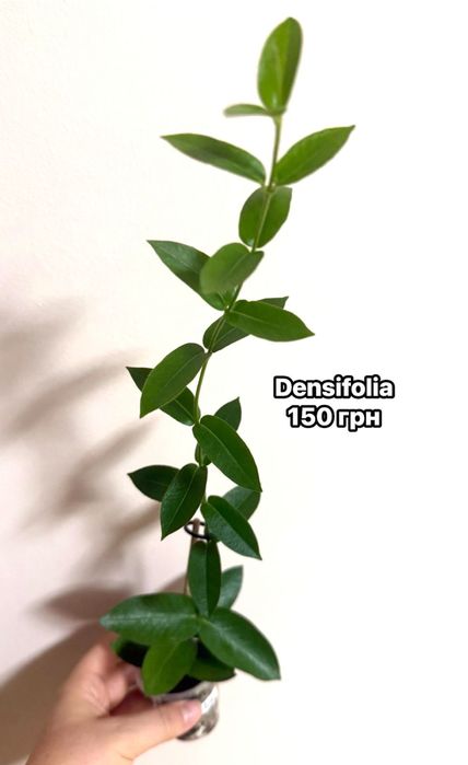 Densifolia , Noona , pachyclada, Pubicalyx,, Motoskii))