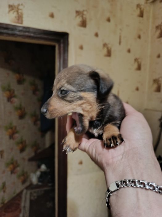 Віддам гарних песиків такси в добрі руки